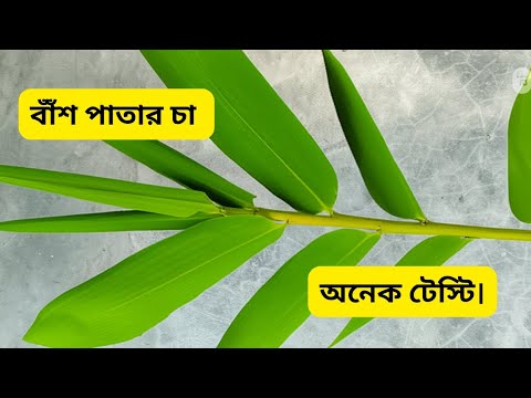 বাঁশ পাতার চা: উপকারিতা ও রেসিপি | Bamboo Leaf Tea Benefits